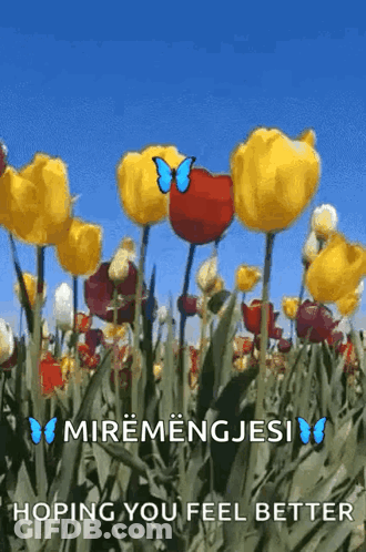 Yellow And Red Tulips With Blue Butterfly GIF