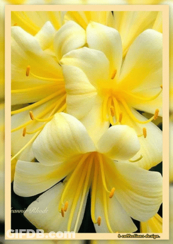 Yellow And White Flower Canni Rhode GIF