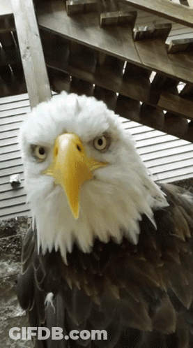 Yellow-Beaked Bald Eagle On Wooden Stairs GIF