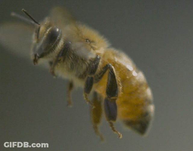Yellow Bee Insect Flying GIF