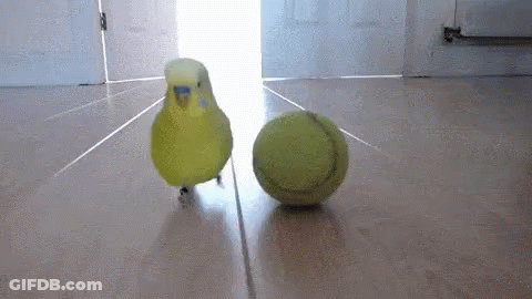 Yellow Bird Standing Next To Tennis Ball GIF
