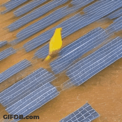 Yellow Bird Walking On Solar Panels GIF