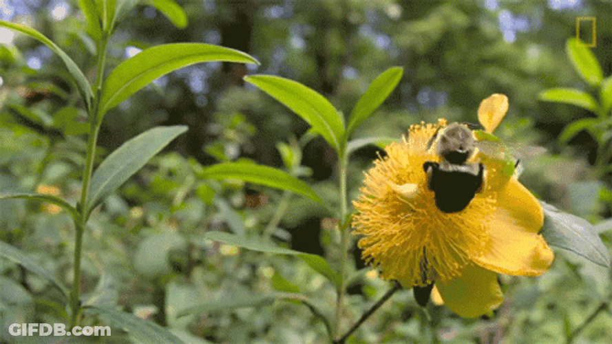 Yellow Bumblebee Collecting Nectar GIF