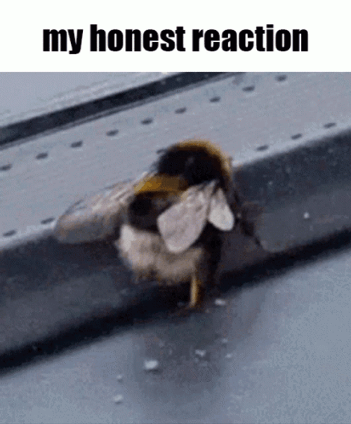 Yellow Bumblebee Honest Reaction GIF