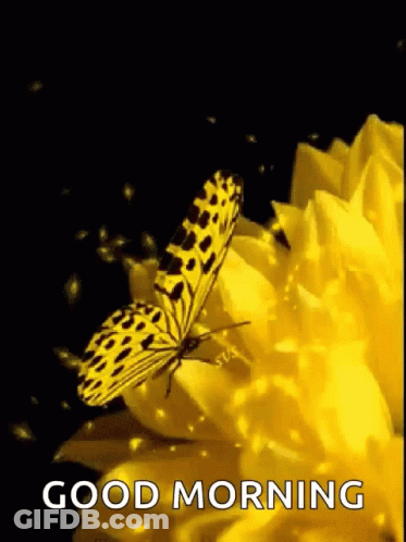 Yellow Butterfly On Flower Saying Good Morning GIF