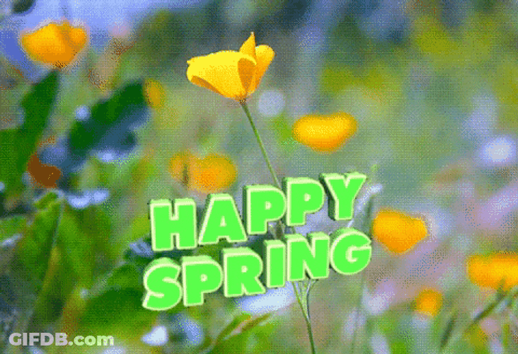 Yellow California Poppy Happy Spring GIF