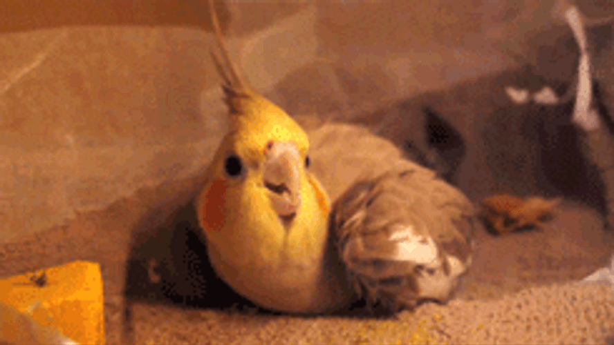 Yellow Cockatiel Egg Laying King GIF