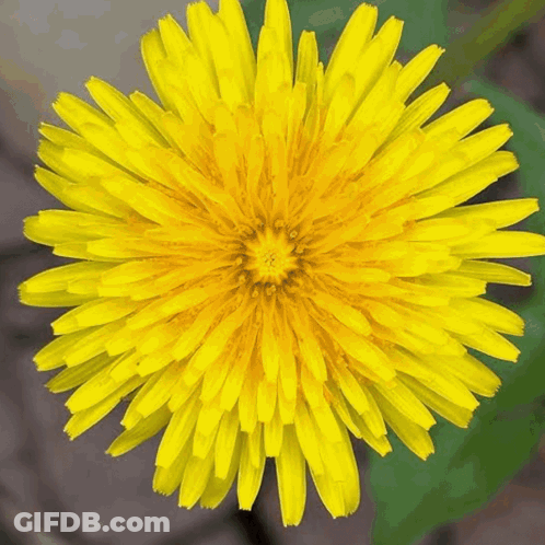 Yellow Dandelion Flower GIF