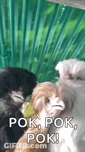 Yellow Duck Covering Face With Hands GIF