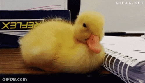 Yellow Duck Lying On Notebook GIF