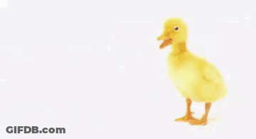 Yellow Duck Next To You're The Best GIF
