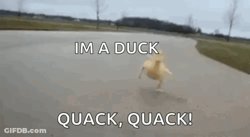Yellow Duck Running Saying Im A Duck Quack Quack GIF