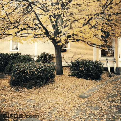 Yellow Falling Leaves GIF