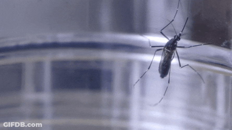 Yellow Fever Mosquito GIF