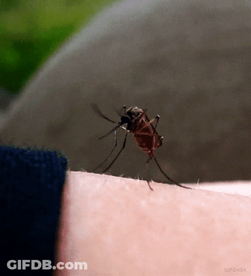 Yellow Fever Mosquito Insect GIF