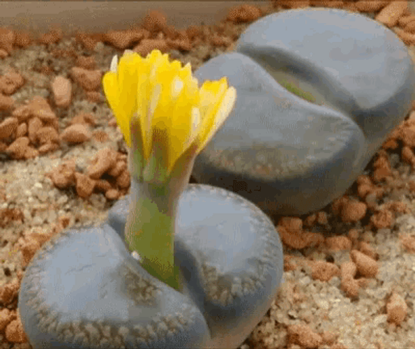 Yellow Flower Blooming Timelapse GIF