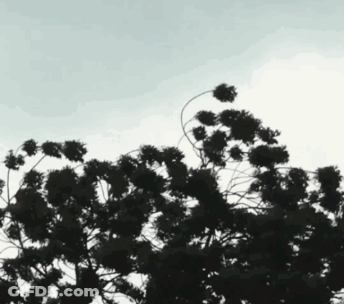 Yellow Flower Face There Is A Zombie On Your Lawn GIF