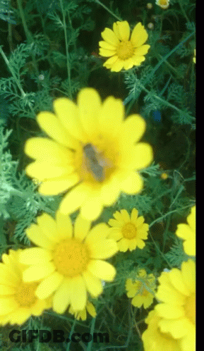 Yellow Flower With Bee GIF