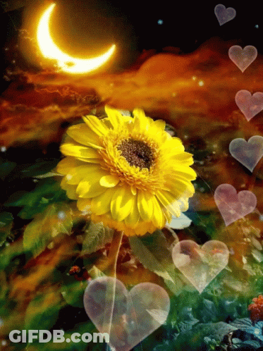 Yellow Flower With Hearts And Crescent Moon GIF