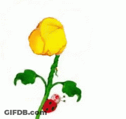 Yellow Flower With Ladybug And Sun Wish GIF