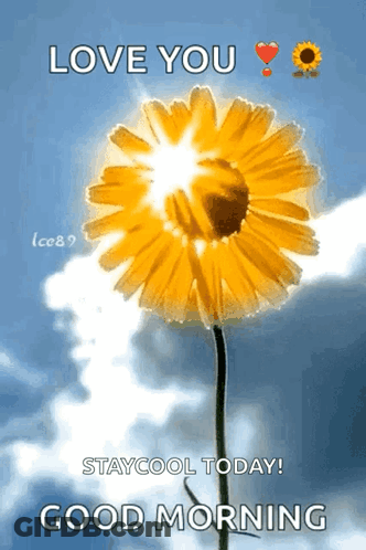 Yellow Flower With Love You Stay Cool Today Good Morning GIF