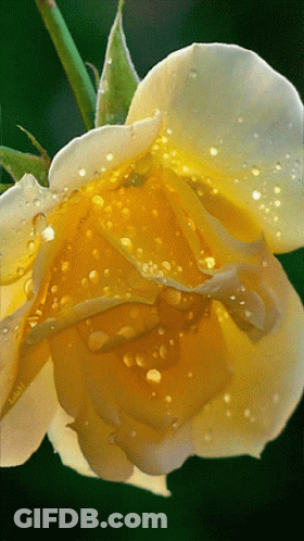 Yellow Flower With Water Drops GIF