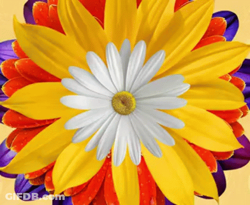 Yellow Flower With White Center And Red Petals GIF