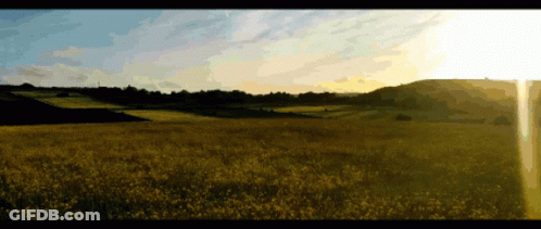 Yellow Flowers Field With Sun Through Trees GIF