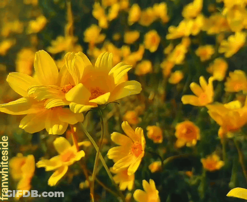 Yellow Flowers Franwhiteside GIF