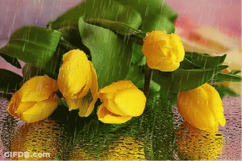 Yellow Flowers In The Rain With Water Drops GIF