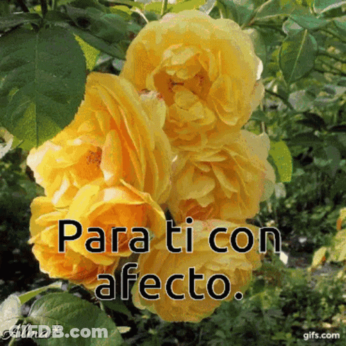 Yellow Flowers Para Ti Con Afecto GIF