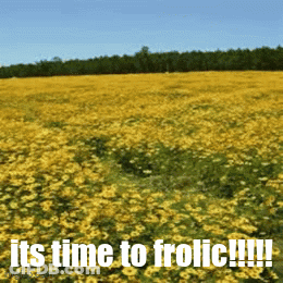 Yellow Flowers Saying It's Time To Frolic GIF