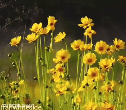 Yellow Flowers With Franwhiteside GIF