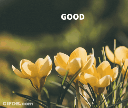 Yellow Flowers With Word Good GIF