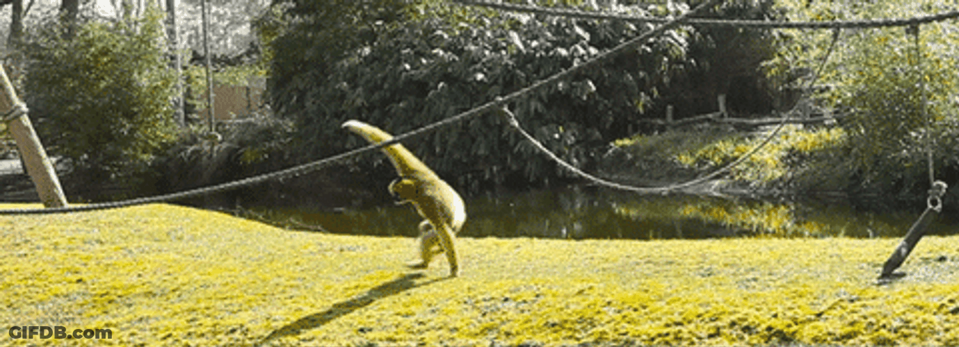Yellow Gibbon Running GIF