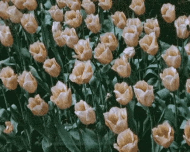 Yellow Green Aesthetic Rose Blooms GIF