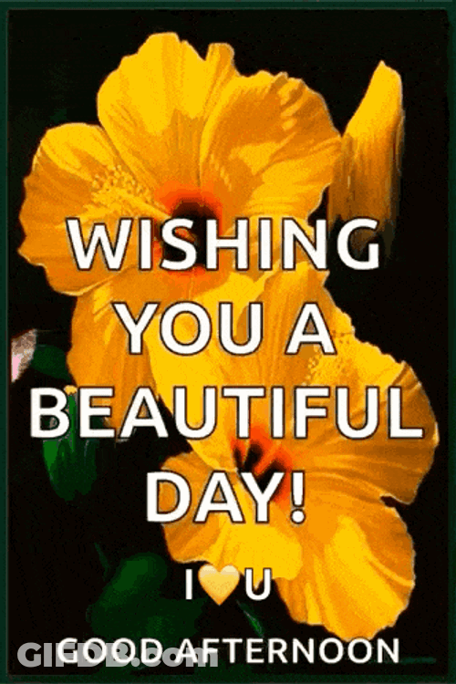 Yellow Habiscus Yellow Flower GIF