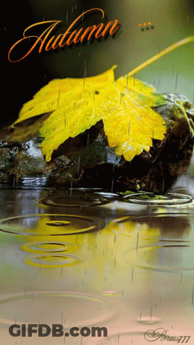 Yellow Leaf On Rock In Rain With Word Autumn GIF