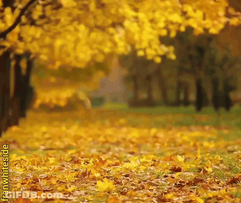 Yellow Leaves Falling In A Park GIF