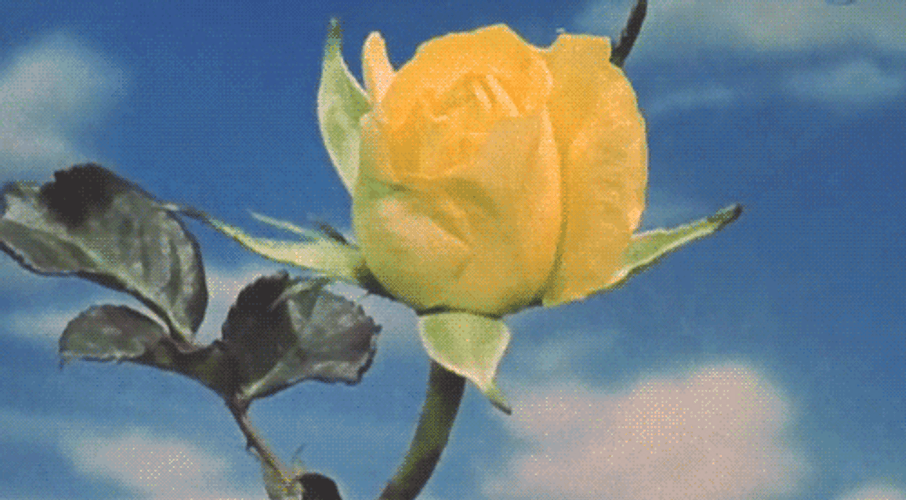 Yellow Rose Flower GIF