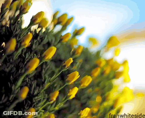 Yellow Rose Good Morning GIF