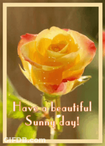 Yellow Rose Have A Beautiful Sunny Day GIF