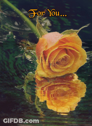 Yellow Rose Reflected In Water Saying For You GIF