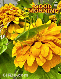 Yellow Rose Reflected In Water With For You GIF