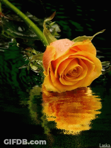 Yellow Rose Reflected In Water With Laska GIF