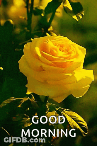 Yellow Rose Saying Good Morning GIF