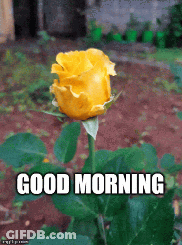 Yellow Rose Saying Good Morning GIF