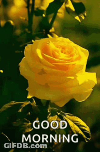 Yellow Rose Saying Good Morning GIF