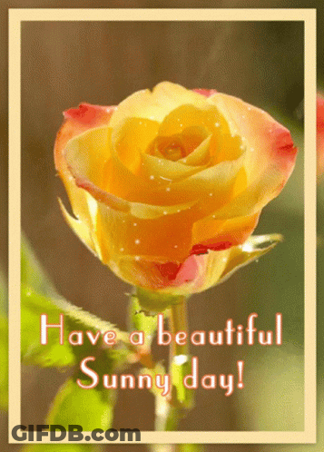 Yellow Rose Saying Have A Beautiful Sunny Day GIF