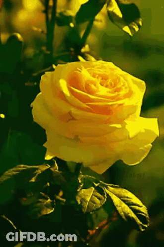 Yellow Rose Surrounded By Green Leaves GIF